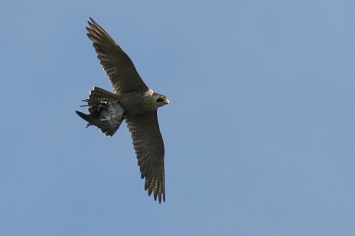 falco pellegrino con preda